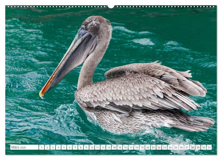 Produktbild: Galapagos. Verzauberte Inseln (Wandkalender 2026 DIN A2 quer), CALVENDO Monatskalender