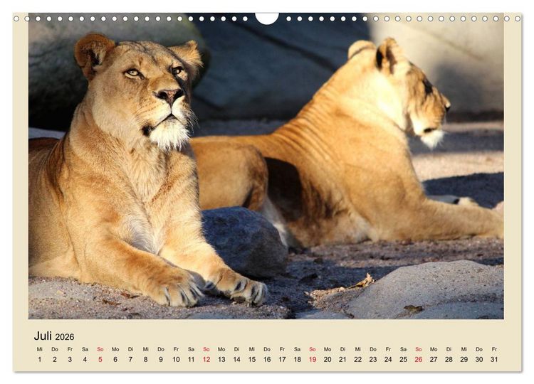 Produktbild: L&ouml;wen im Tierpark Hagenbeck (Wandkalender 2026 DIN A3 quer), CALVENDO Monatskalender