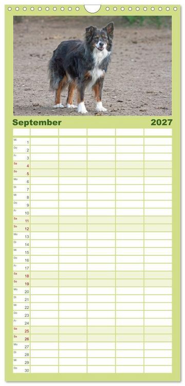 Produktbild: Familienplaner 2027 - Australian Shepherd - H&uuml;tehunde mit Familienanschluss mit 5 Spalten (Wandkalender, 21 x 45 cm) CALVENDO