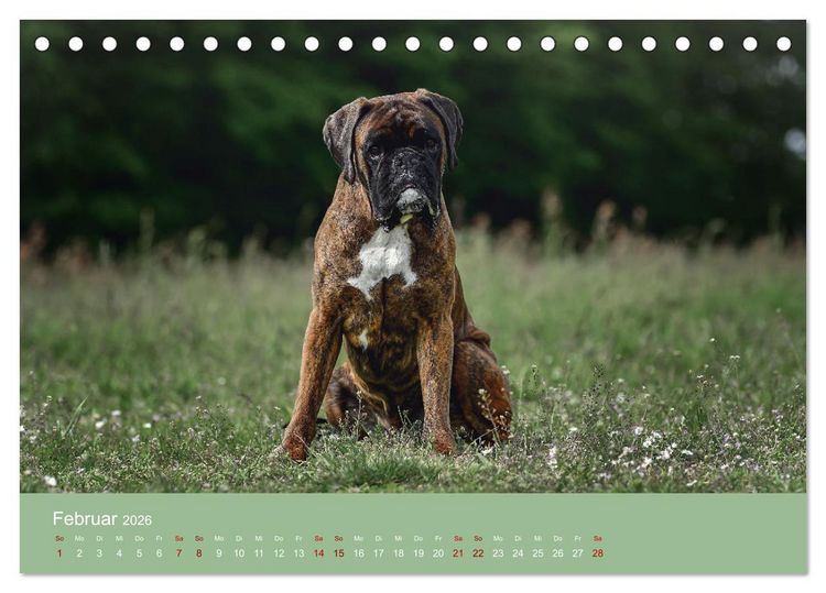 Produktbild: Fantastische Boxer - Sieger der Herzen (Tischkalender 2026 DIN A5 quer), CALVENDO Monatskalender
