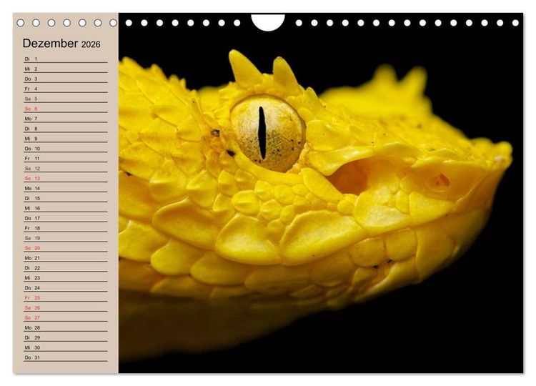 Produktbild: Giftschlangen (Wandkalender 2026 DIN A4 quer), CALVENDO Monatskalender