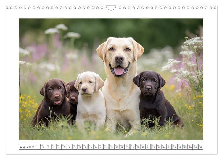 Produktbild: Labrador Liebe (Wandkalender 2027 DIN A3 quer), CALVENDO Monatskalender