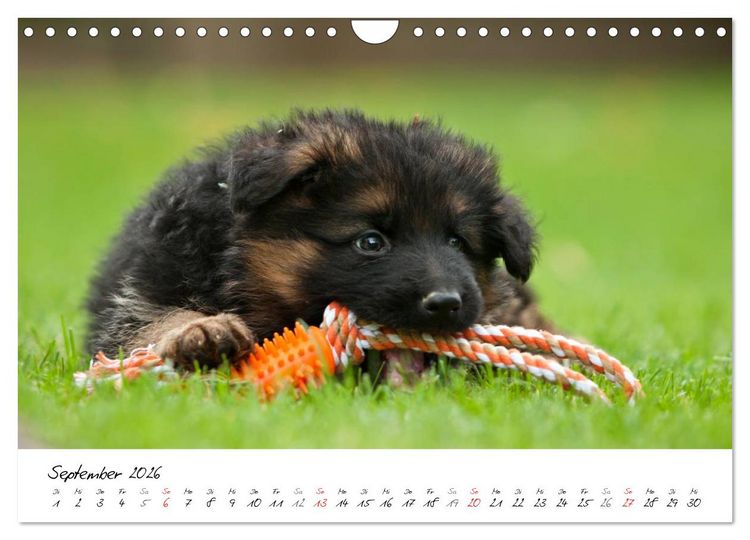 Produktbild: Deutscher Sch&auml;ferhund - Welpen / CH-Version (Wandkalender 2026 DIN A4 quer), CALVENDO Monatskalender