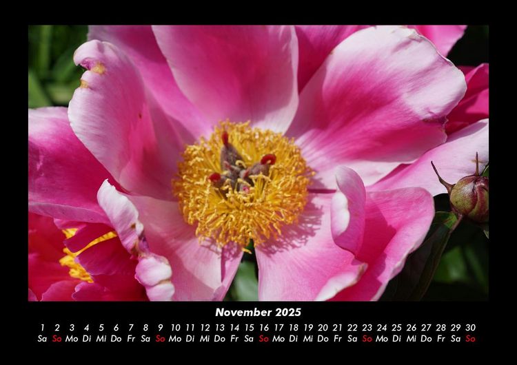 Produktbild: Rosentraum 2025 Fotokalender DIN A3