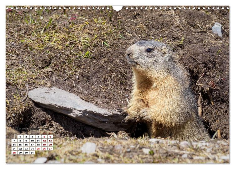 Produktbild: The French Alps, on the trail of the marmot (Wall Calendar 2026 DIN A3 landscape), CALVENDO 12 Month Wall Calendar