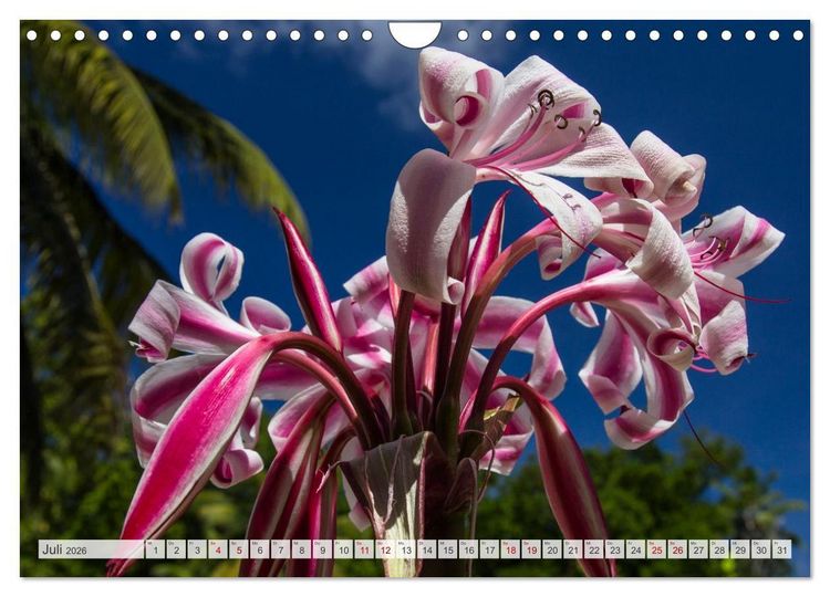 Produktbild: Inseln, Licht und Meer - die Seychellen (Wandkalender 2026 DIN A4 quer), CALVENDO Monatskalender