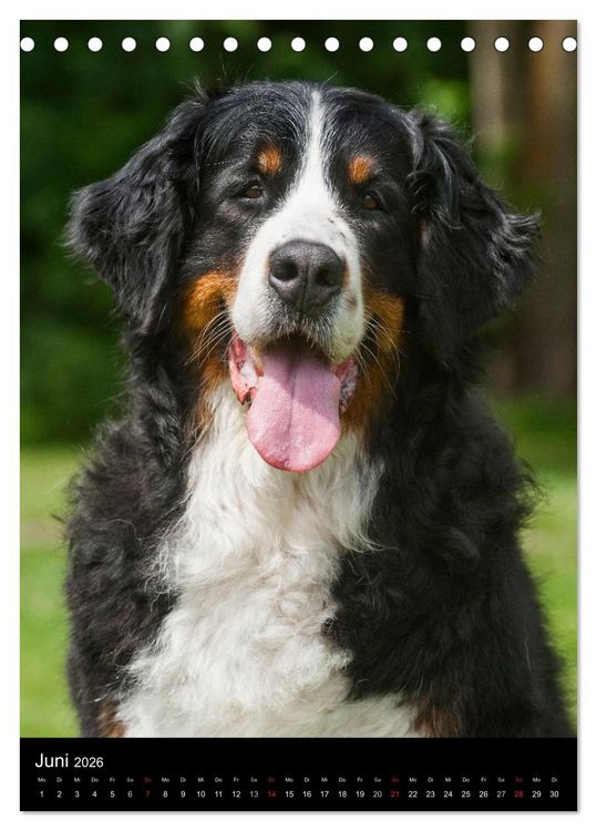 Produktbild: Berner Sennenhund 2026 (Tischkalender 2026 DIN A5 hoch), CALVENDO Monatskalender