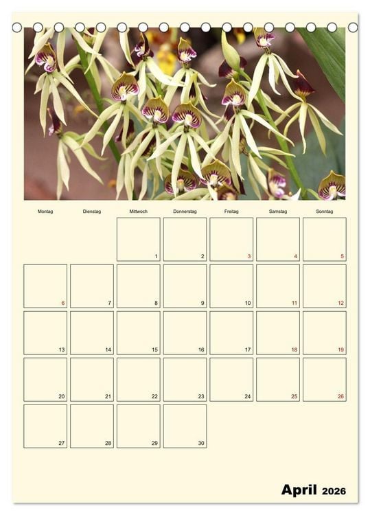 Produktbild: Orchideentr&auml;ume (Tischkalender 2026 DIN A5 hoch), CALVENDO Monatskalender