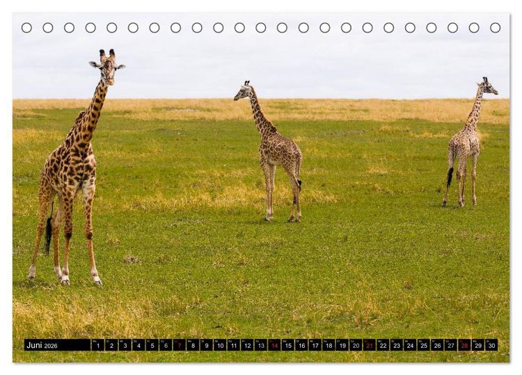 Produktbild: Masai Mara 2026 (Tischkalender 2026 DIN A5 quer), CALVENDO Monatskalender