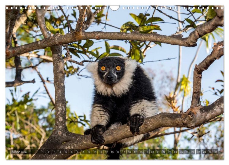 Produktbild: Tierisches Madagaskar (Wandkalender 2026 DIN A3 quer), CALVENDO Monatskalender