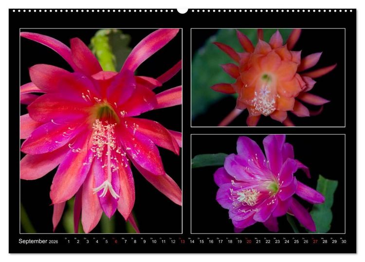 Produktbild: Epiphyllum-Hybriden (Wandkalender 2026 DIN A2 quer), CALVENDO Monatskalender