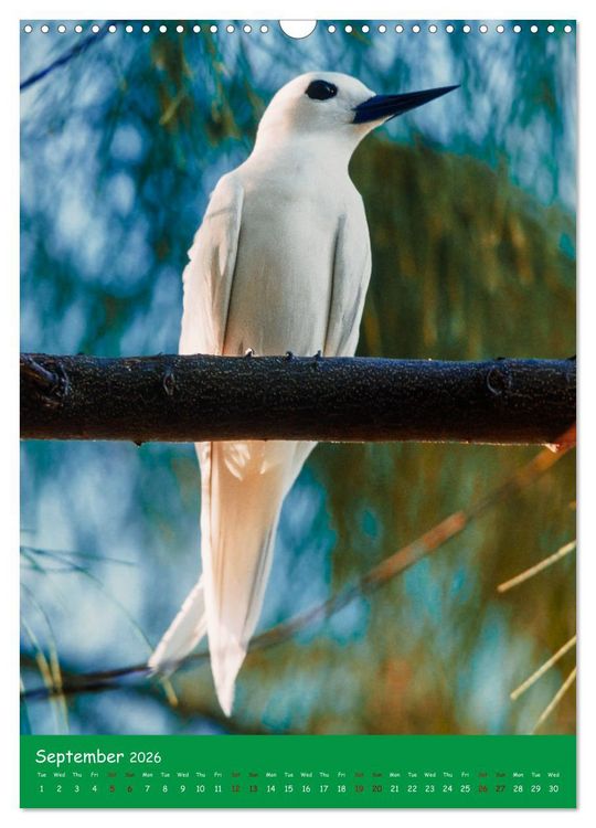 Produktbild: Our wild nature, American birds (Wall Calendar 2026 DIN A3 portrait), CALVENDO 12 Month Wall Calendar