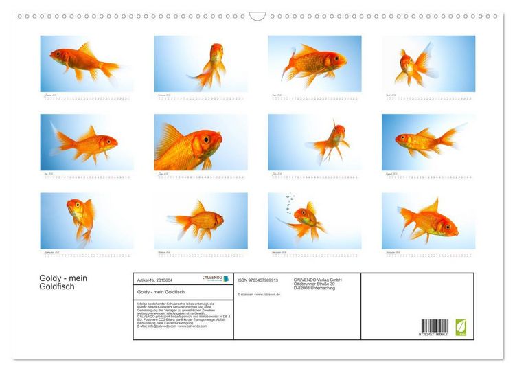 Produktbild: Goldy - mein Goldfisch (Wandkalender 2026 DIN A2 quer), CALVENDO Monatskalender