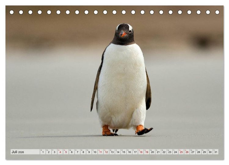 Produktbild: Pinguine der Falkland Inseln (Tischkalender 2026 DIN A5 quer), CALVENDO Monatskalender