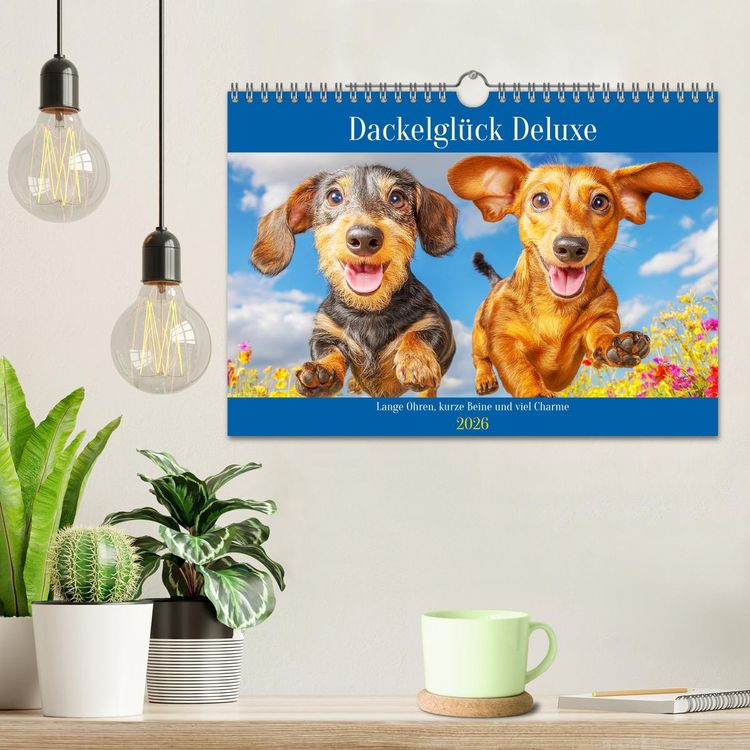 Produktbild: Dackelgl&uuml;ck Deluxe. Lange Ohren, kurze Beine und viel Charme (Wandkalender 2026 DIN A4 quer), CALVENDO Monatskalender