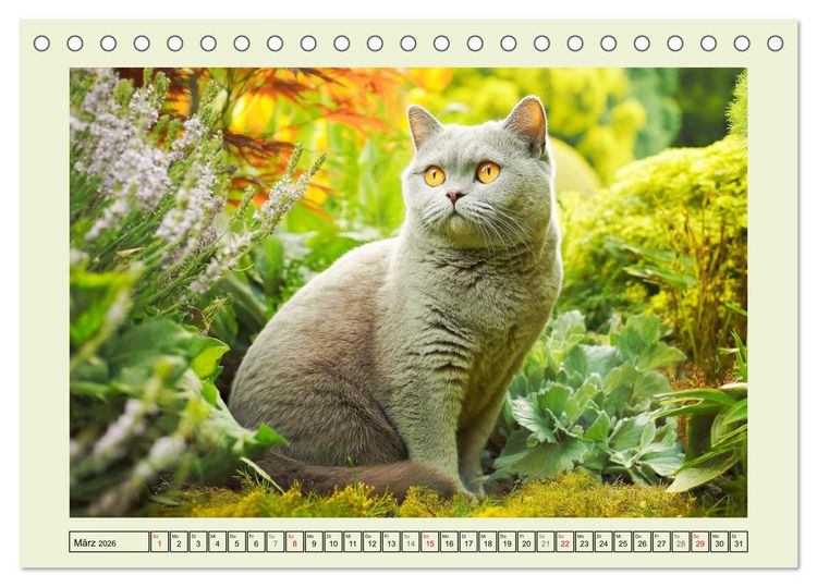 Produktbild: British Shorthair. Sanfte W&uuml;rde und Katzengl&uuml;ck im Gr&uuml;nen (Tischkalender 2026 DIN A5 quer), CALVENDO Monatskalender