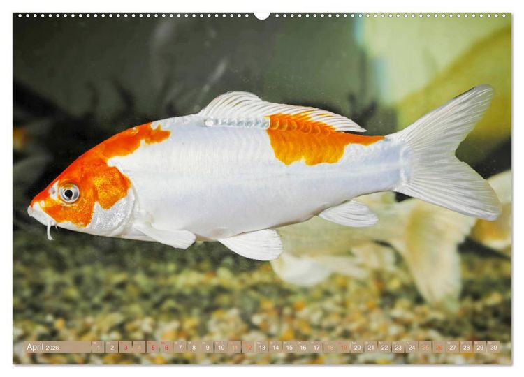 Produktbild: Koi: Juwelen im Teich (Wandkalender 2026 DIN A2 quer), CALVENDO Monatskalender