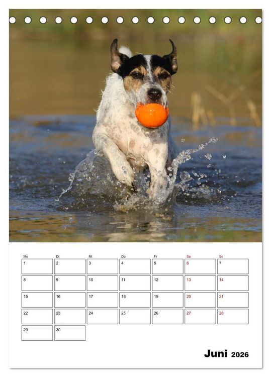Produktbild: Tender Fellows - Parson Russell Terrier (Tischkalender 2026 DIN A5 hoch), CALVENDO Monatskalender