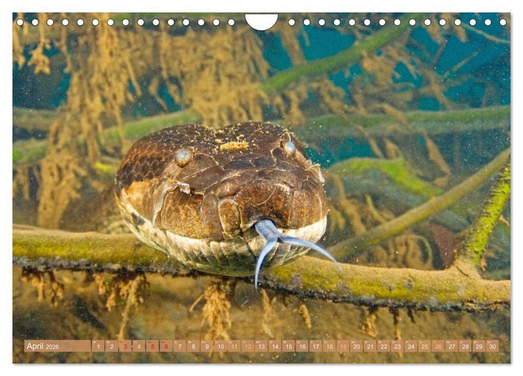 Produktbild: Schlangen: Zupackend (Wandkalender 2026 DIN A4 quer), CALVENDO Monatskalender