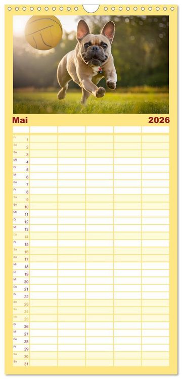 Produktbild: Familienplaner 2026 - Bullys in Action - Franz&ouml;sische Bulldoggen lieben B&auml;lle mit 5 Spalten (Wandkalender, 21 x 45 cm) CALVENDO