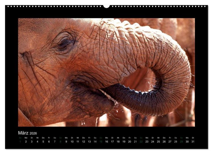 Produktbild: Wilde Tiere Afrikas (Wandkalender 2026 DIN A2 quer), CALVENDO Monatskalender