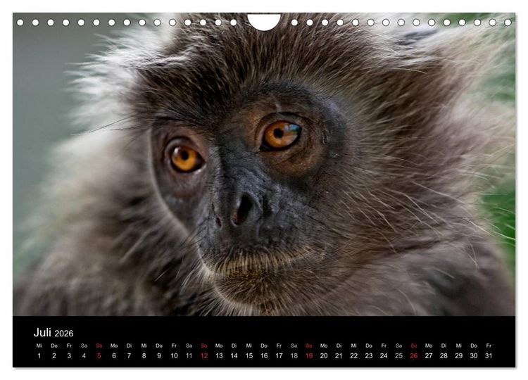 Produktbild: Affentheater (Wandkalender 2026 DIN A4 quer), CALVENDO Monatskalender