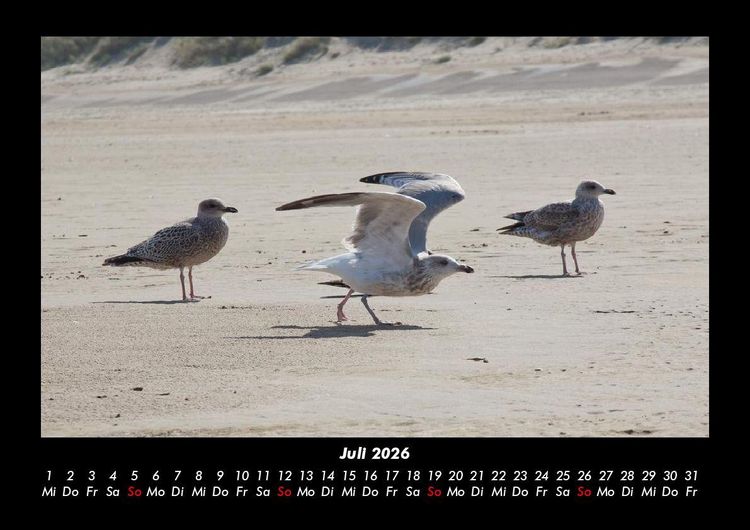 Produktbild: M&ouml;wen 2026 Fotokalender DIN A3