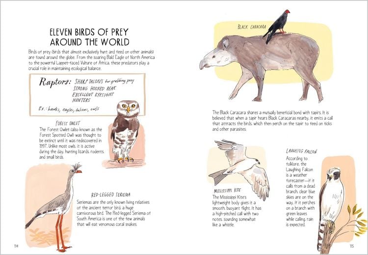 Produktbild: Bird Anatomy