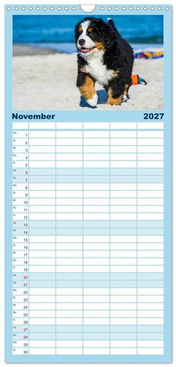 Produktbild: Familienplaner 2027 - Seeb&auml;rchen entdecken die Welt - Berner Sennenhunde mit 5 Spalten (Wandkalender, 21 x 45 cm) CALVENDO
