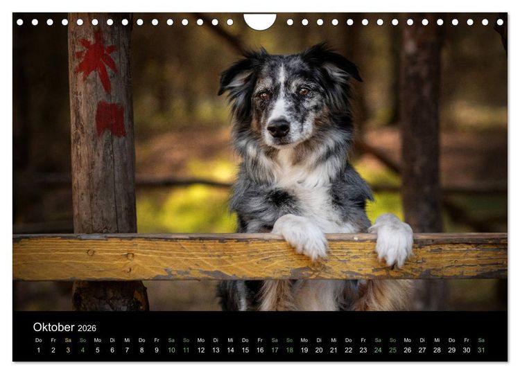 Produktbild: Australian Shepherd - Vielfalt in einer Rasse (Wandkalender 2026 DIN A4 quer), CALVENDO Monatskalender