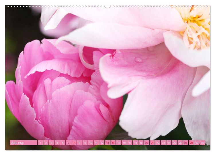 Produktbild: Liebenswerte Bl&uuml;ten (Wandkalender 2026 DIN A2 quer), CALVENDO Monatskalender
