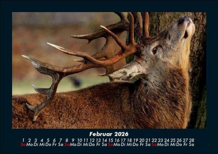 Produktbild: Tiere in der Wildnis 2026 Fotokalender DIN A5