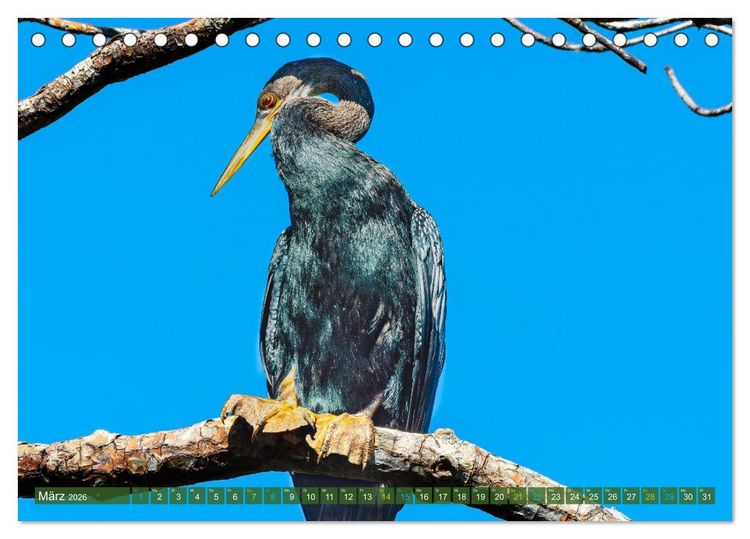Produktbild: Waldstorch und Anhinga (Tischkalender 2026 DIN A5 quer), CALVENDO Monatskalender