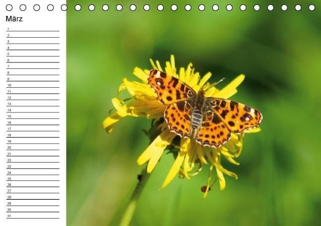 Produktbild: Heimische Schmetterlinge / Geburtstagskalender (Tischkalender immerw&auml;hrend DIN A5 quer)