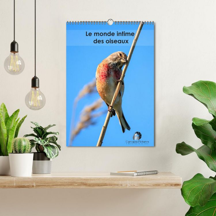 Produktbild: Le monde intime des oiseaux (Calendrier mural 2026 DIN A3 horizontal), CALVENDO calendrier mensuel