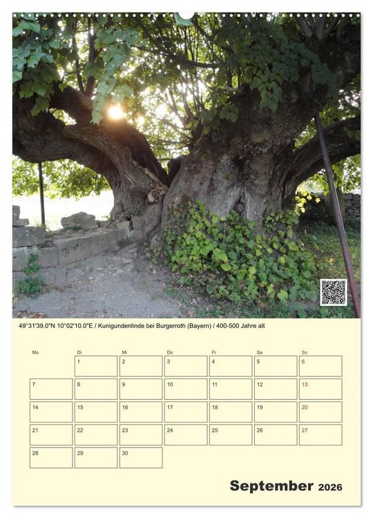 Produktbild: Uralt - Mit QR-Code und GPS zu alten B&auml;umen (hochwertiger Premium Wandkalender 2026 DIN A2 hoch), Kunstdruck in Hochglanz