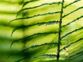 Produktbild: CALVENDO Puzzle Wurmfarn (Dryopteris filix-mas) | 1000 Teile Lege-Gr&ouml;&szlig;e 64x48cm Foto-Puzzle f&uuml;r gl&uuml;ckliche Stunden