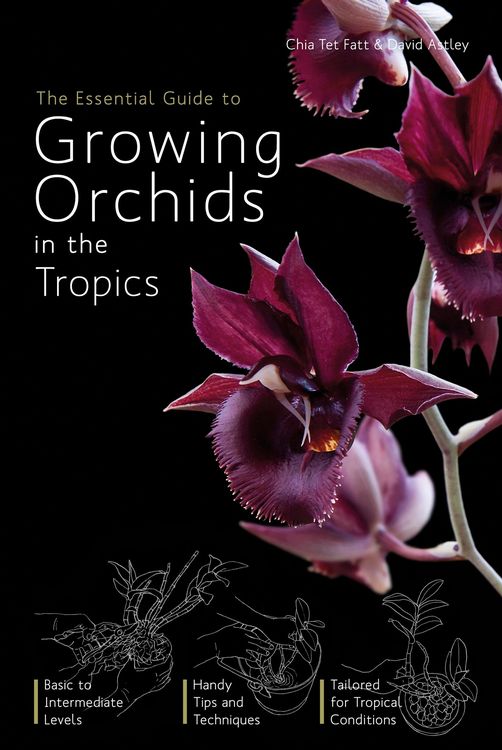 Produktbild: Essential Guide to Growing Orchids