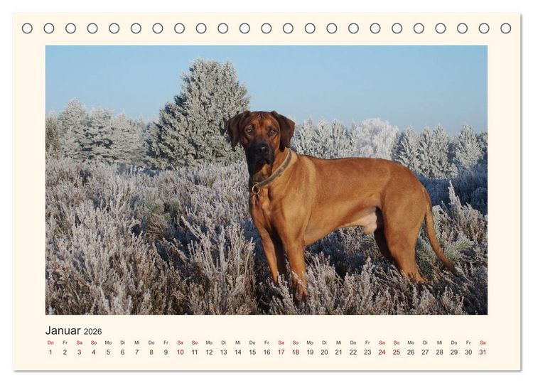 Produktbild: Rhodesian Ridgeback Power aus S&uuml;dafrika (Tischkalender 2026 DIN A5 quer), CALVENDO Monatskalender