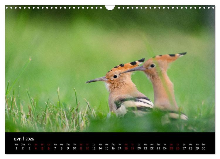 Produktbild: La nature pr&egrave;s de chez vous (Calendrier mural 2026 DIN A3 vertical), CALVENDO calendrier mensuel