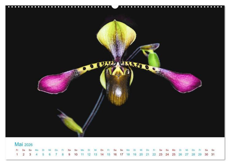 Produktbild: Die K&ouml;nigin der Blumenwelt, die Orchidee (Wandkalender 2026 DIN A2 quer), CALVENDO Monatskalender