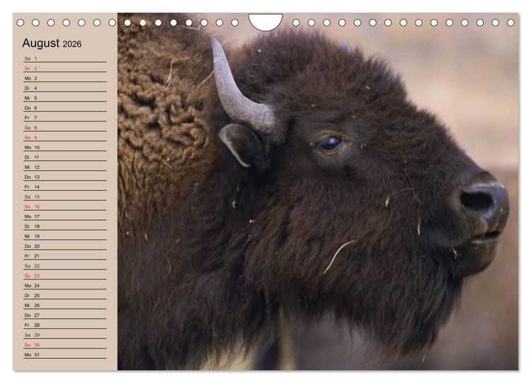 Produktbild: B&uuml;ffel. Wisent und Bison (Wandkalender 2026 DIN A4 quer), CALVENDO Monatskalender