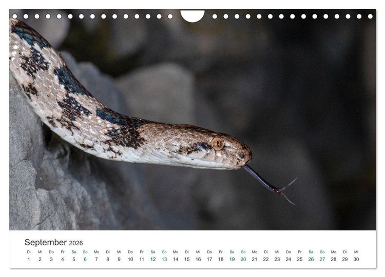 Produktbild: Schlangen - Portraits europ&auml;ischer Arten (Wandkalender 2026 DIN A4 quer), CALVENDO Monatskalender