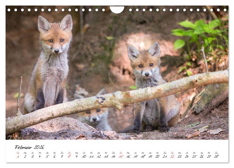 Produktbild: Fuchs entdeckt - im Naturparadies der Mecklenburgischen Seenplatte (Wandkalender 2026 DIN A4 quer), CALVENDO Monatskalender
