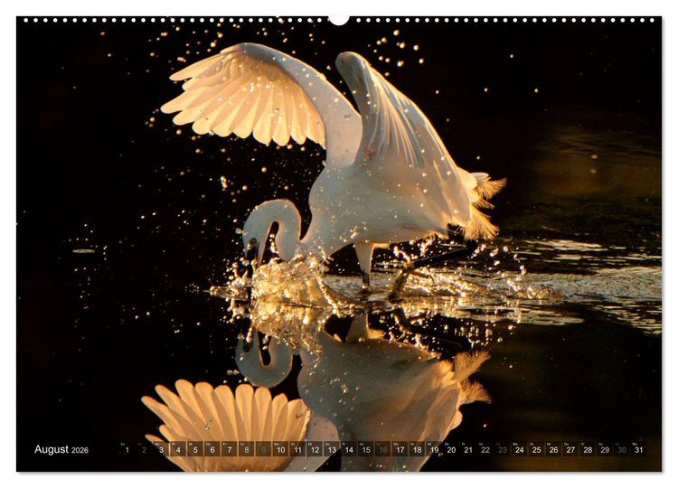 Produktbild: V&Ouml;GEL (Wandkalender 2026 DIN A2 quer), CALVENDO Monatskalender