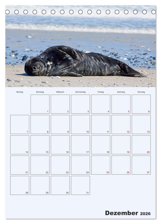Produktbild: Wildes Leben auf Helgoland (Tischkalender 2026 DIN A5 hoch), CALVENDO Monatskalender