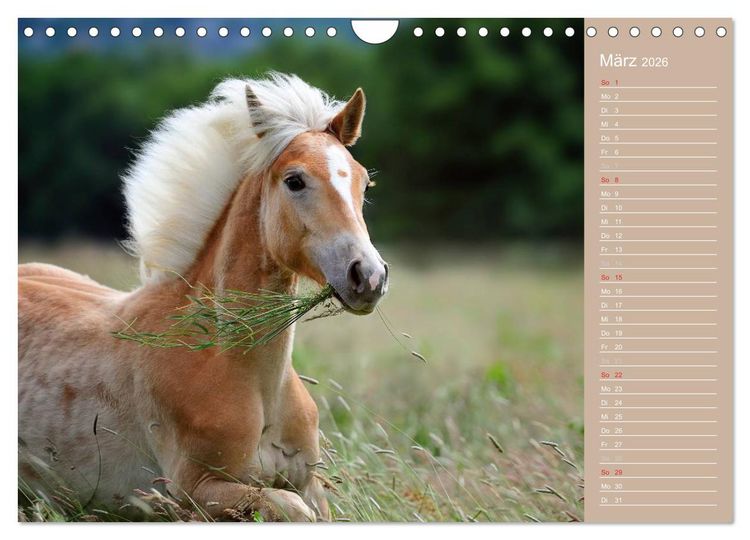 Produktbild: Haflinger / Geburtstagskalender (Wandkalender 2026 DIN A4 quer), CALVENDO Monatskalender