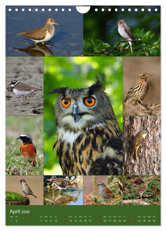 Produktbild: 78 Birds (Wall Calendar 2026 DIN A4 portrait), CALVENDO 12 Month Wall Calendar