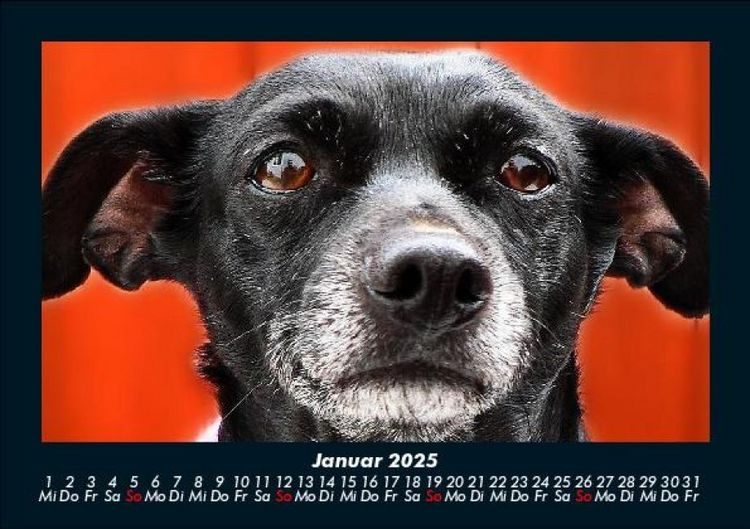 Produktbild: Hundezauber 2025 Fotokalender DIN A5