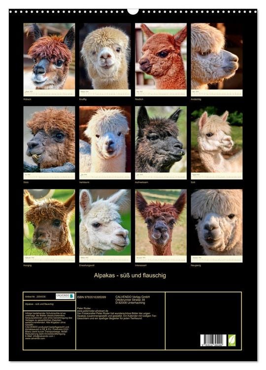 Produktbild: Alpakas - s&uuml;&szlig; und flauschig (Wandkalender 2026 DIN A2 hoch), CALVENDO Monatskalender